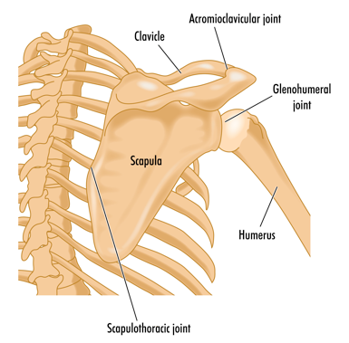 Figure 1. Shoulder Joints